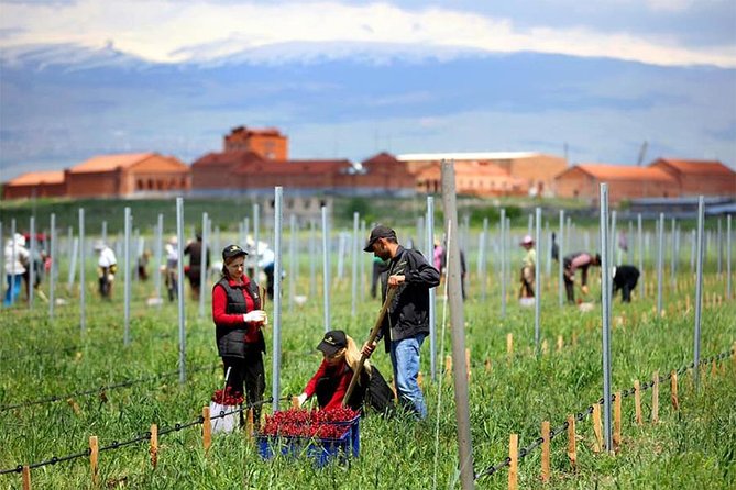 1-Day tour to Aragatsotn Wine region and Wine Route. - Armenia Wine: a two-hour opening visit