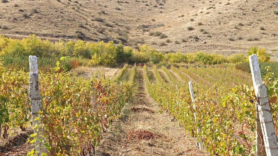 Yerevan: Khor Virap Day Trip with Mount Ararat Wine Tasting - Is $156 good value for this five-hour trip?