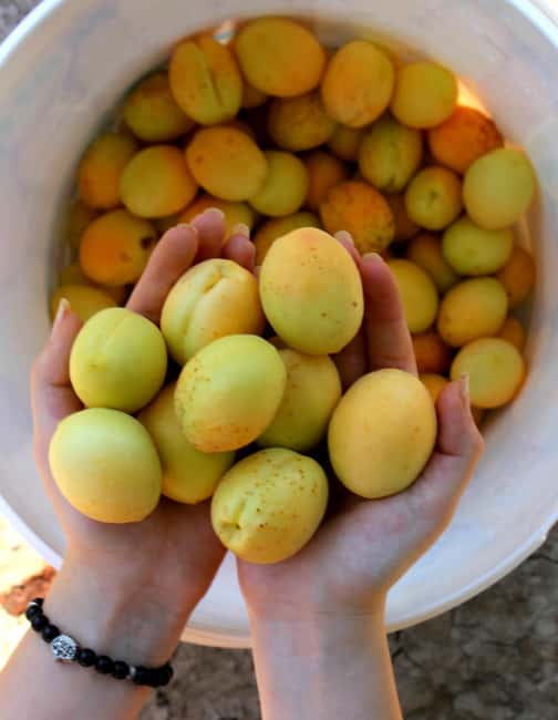 Yerevan: Khor Virap, Garni, Geghard, Echmiadzin, & Zvartnots - Food, weather, and what to pack